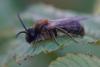 Andrena sp.